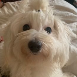 Momo - Coton de Tulear