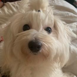 Momo - Coton de Tulear