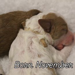 White collar boy - Cream male Cavapoo puppy in Eagle Mountain, Utah from Liberty Farms Puppies