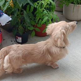 Oakley - Dachshund