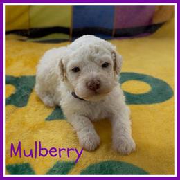 Mulberry - Off-white male Lagotto Romagnolo puppy in Monticello, Wisconsin from Shooting Star Water Dogs
