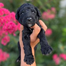 Atlas - Black male Goldendoodle puppy in Philadelphia, Pennsylvania from Philly's Designer Doodles