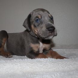 Tank - Blue male Great Dane puppy in Edinburg, Texas from Chestnut Great Danes