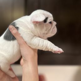 French Bulldog Puppies from Nicole's French Bulldogs