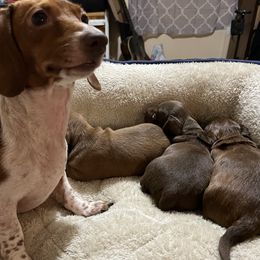 Dachshunds from Do It With Love Dachshunds