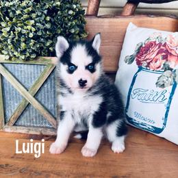 Luigi - Black and white male Pomsky puppy in Venus, Pennsylvania from Hemlock Pines Pomsky
