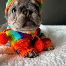 French Bulldog Puppies from Whatabulldog