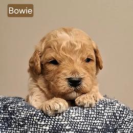 Bowie - Apricot male Goldendoodle puppy in Hendersonville, Tennessee from Ben's Best Buddy Goldendoodles
