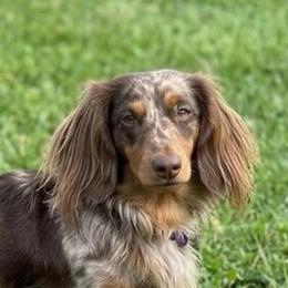 Bronco - Dachshund
