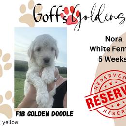 Nora - Cream female Goldendoodle puppy in Falls City, Nebraska from Goff’s Goldens