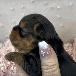 Vixen - Blue and gold male Yorkshire Terrier puppy in Oscoda, Michigan from Sweet Bella Babies