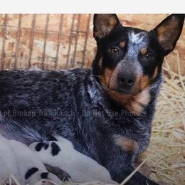 Dixie  - Australian Cattle Dog