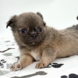 River - Blue fawn female Chihuahua puppy in Forsyth, Georgia from Brooks Grove Canines LLC