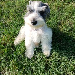 Miniature Schnauzer Puppies from Templin Pups