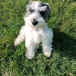 Miniature Schnauzer Puppies from Templin Pups