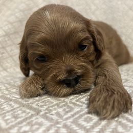 Girl 3 - Apricot female Cavapoo puppy in Milan, Illinois from Poppy Garden Doodles