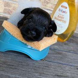 Boy 1 - Black and silver male Miniature Schnauzer puppy in Garrison, Texas from RNH Schnauzers