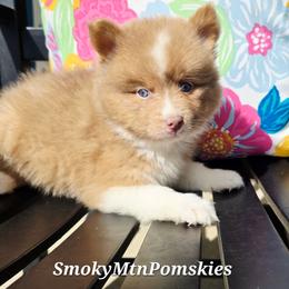 Miss Scarlett SALE 3700 - Lavender female Pomsky puppy in Christiana, Tennessee from Smoky Mountain Pomskies