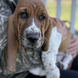 Cookie - Mahogany and white male Basset Hound puppy in Mebane, North Carolina from Happy Ridge Hounds