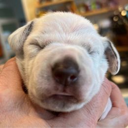 Dalmatian Puppies from Queen of Hearts Dalmatians