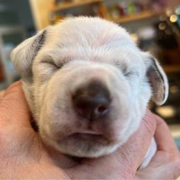 Dalmatian Puppies from Queen of Hearts Dalmatians