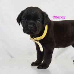 Cane Corso Puppies from Prestigious K9