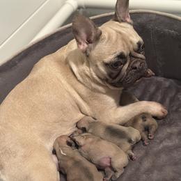 French Bulldog All Grown Up from Sunnyfield Frenchies