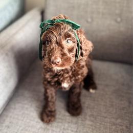 Angel - Chocolate female Goldendoodle puppy in Soddy Daisy, Tennessee from The W Doods