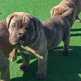 Arlo - Gray brindle male Cane Corso puppy in Nashville, Tennessee from Prestigious K9