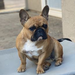 Aurora - French Bulldog