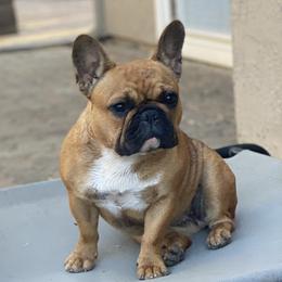Aurora - French Bulldog