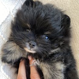 Bella - Black and tan female Pomeranian puppy in Citrus Heights, California from Yev and Marina's Pomeranians (AKC)