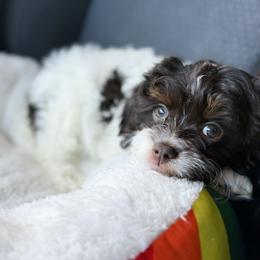 Eleven - Chocolate female Cavapoo puppy in Wamego, Kansas from Doodles of Oz