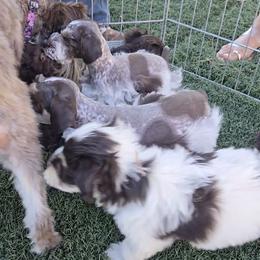 Miniature Schnauzer puppies from Violet’s Meadows