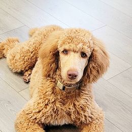 Goldendoodles and Poodles from Echo Lake Poodles