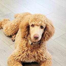 Goldendoodles and Poodles from Echo Lake Poodles