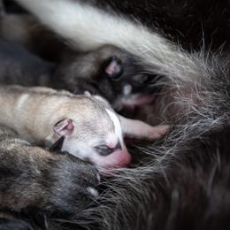 Siberian Husky Puppies from Ivie Huskies