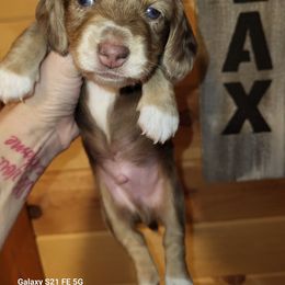 Nate - Dapple male Dachshund puppy in Antlers, Oklahoma from MoMo's Dachshunds