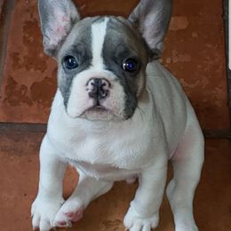 French Bulldog Puppies from Friendly Acres French Bulldogs