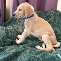 Blue Boy - Nand - Cream male Saluki puppy in Los Angeles, California from Srinagar Salukis