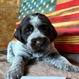 Rogue - Brown and gray female Wirehaired Pointing Griffon puppy in Grangeville, Idaho from Happy Hollow Griffons