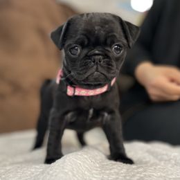 Pug Puppies from PugsncuddlesTN