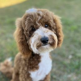 Major - Goldendoodle