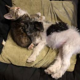 Wire Fox Terrier Puppies from Lyndon Meadow Farm