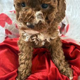 Bubbly - Red and white female Cockapoo puppy in Adrian, Oregon from ApplebyFarm