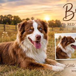 Brilee - Miniature Australian Shepherd