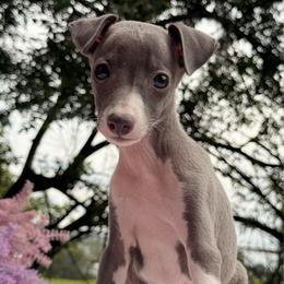 Pluto - White and blue male Italian Greyhound puppy in Lakeland, Florida from Elite Doxies Florida