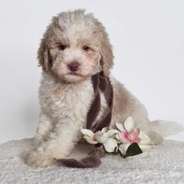 Eddy - Lemon and white male Springerdoodle puppy in Fargo, North Dakota from Dakota SpringerDoodles