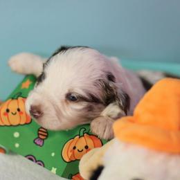 Boy 2 - Red merle male Toy Australian Shepherd puppy in Humansville, Missouri from Tater Tot aussies