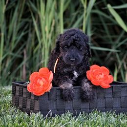 Poodle Puppies from Nay Design Poodles